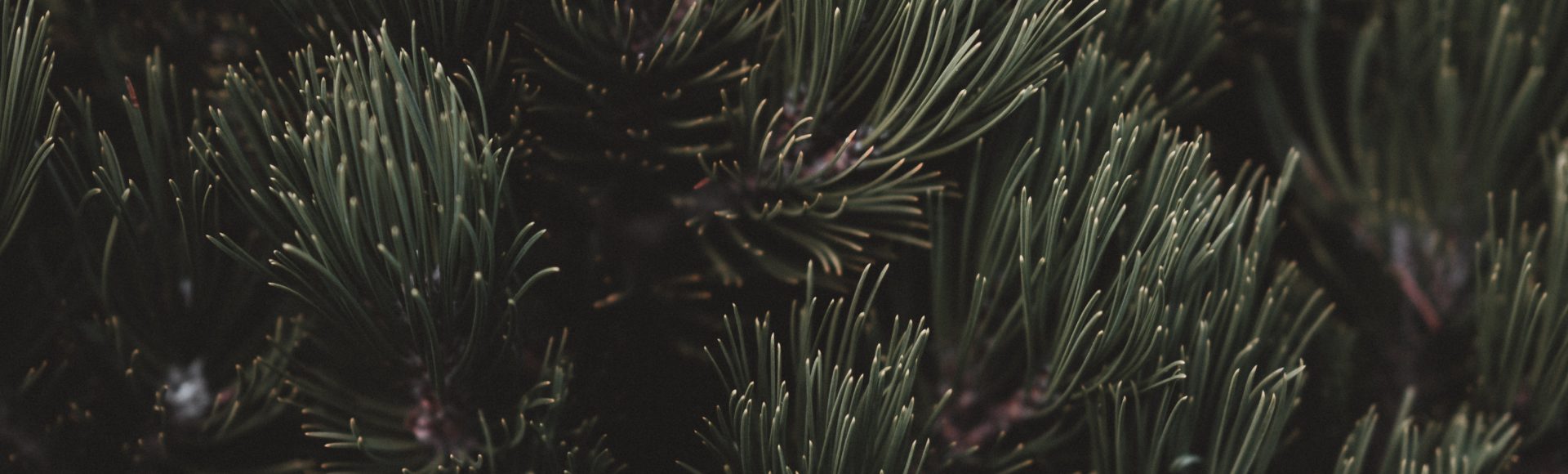 annie-spratt-blciGWzj0zw-unsplash