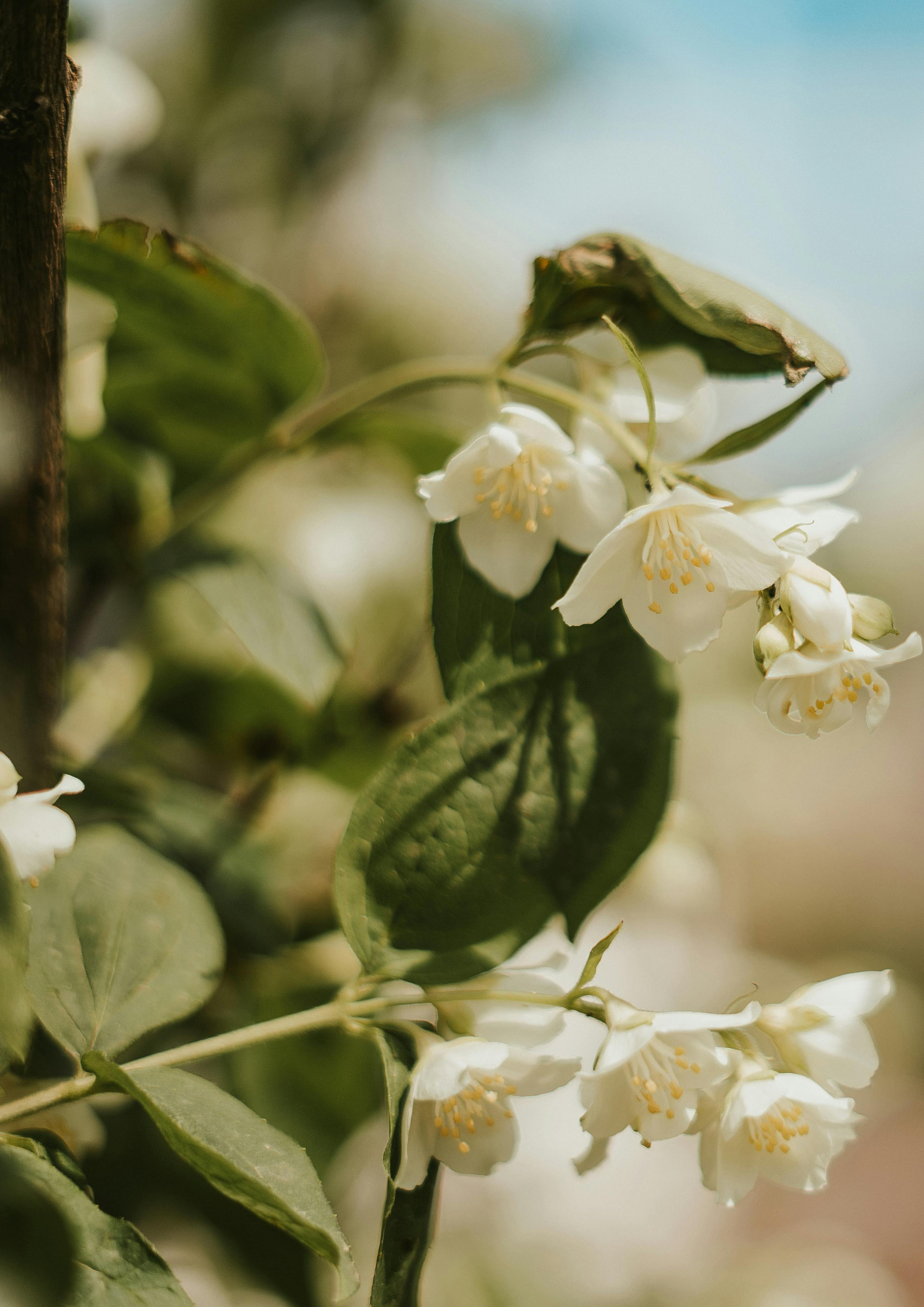 Nouveau - TILLEUL DORÉ | Journée Séquoia